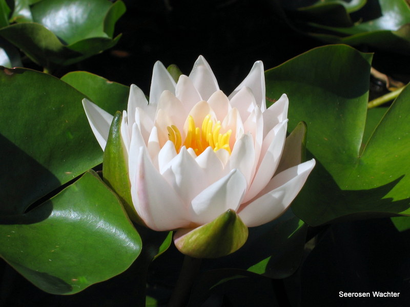 Nymphaea Walter Pagels
